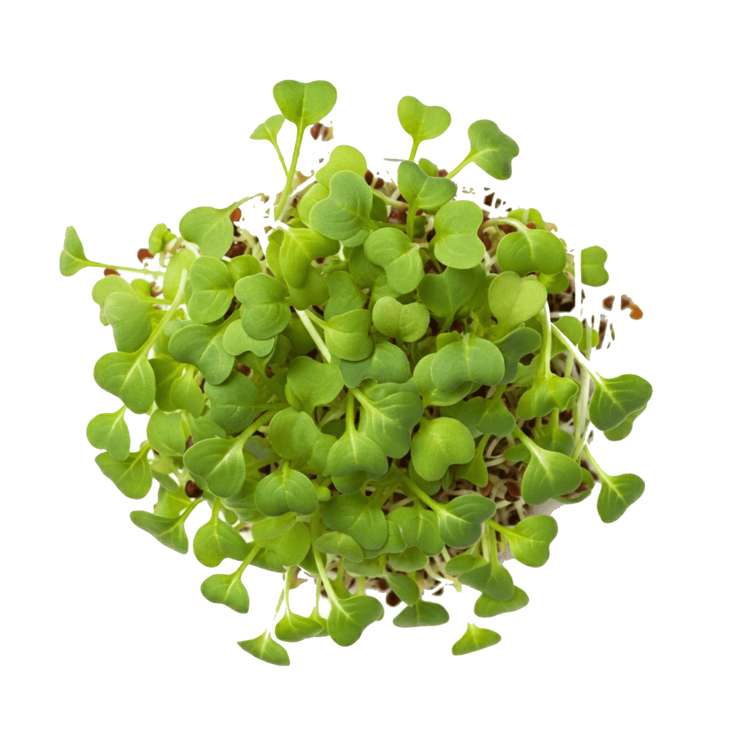 Arugula