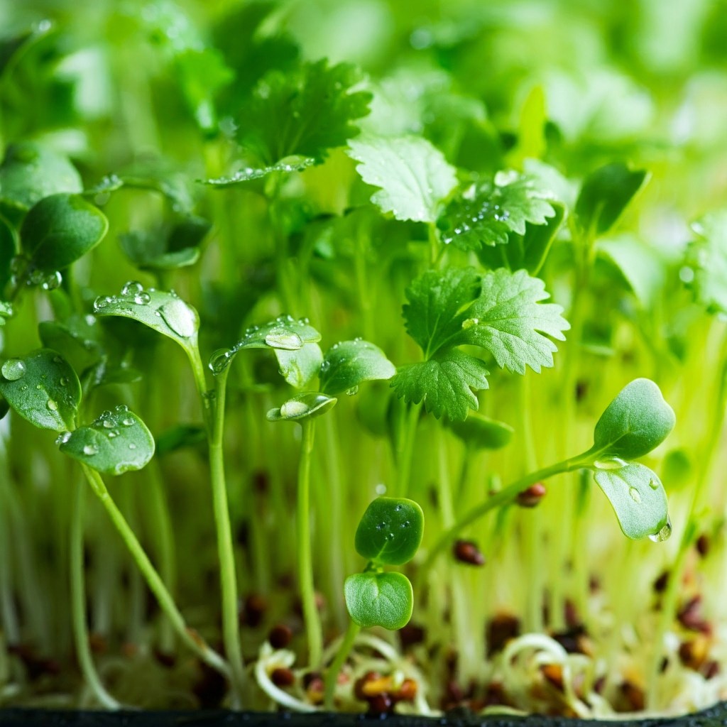 Cilantro
