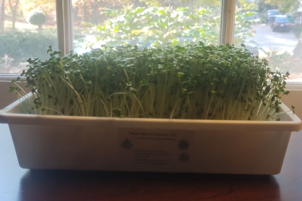 Windowsill MicroGreen Grow Kit